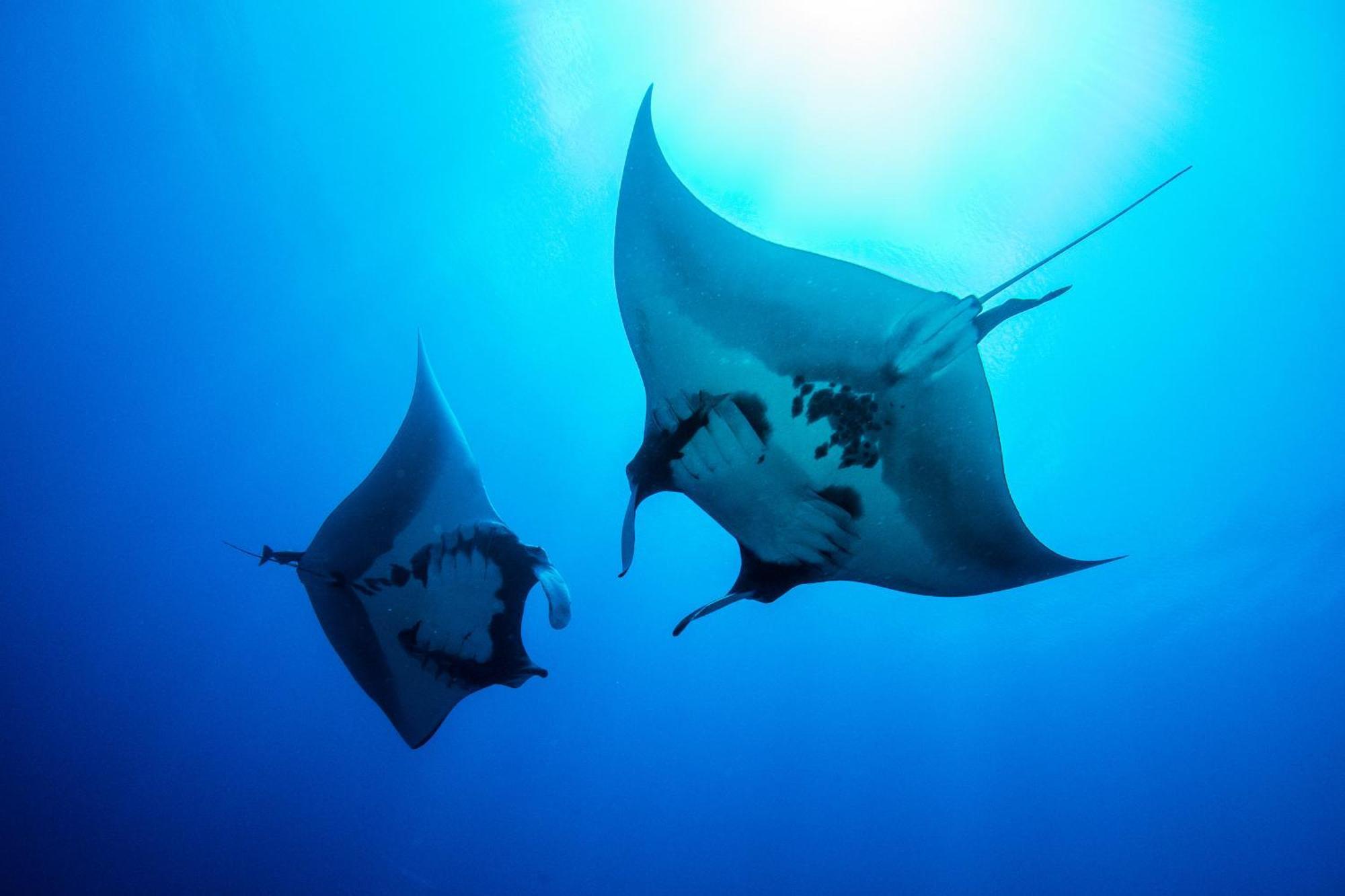 Island Scuba Inn Dhangethi Exteriér fotografie